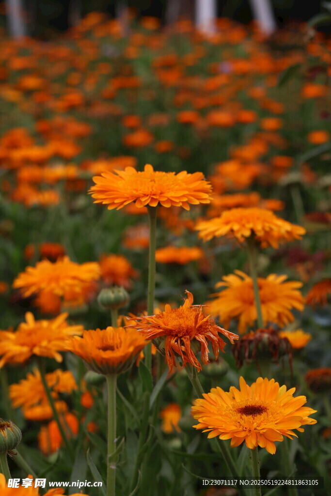 金盏花
