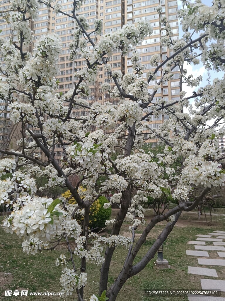 春日繁花盛开的庭院小径