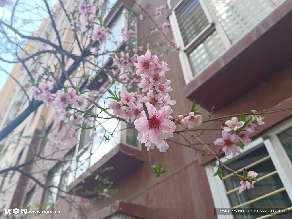 窗前绽放的粉嫩花枝