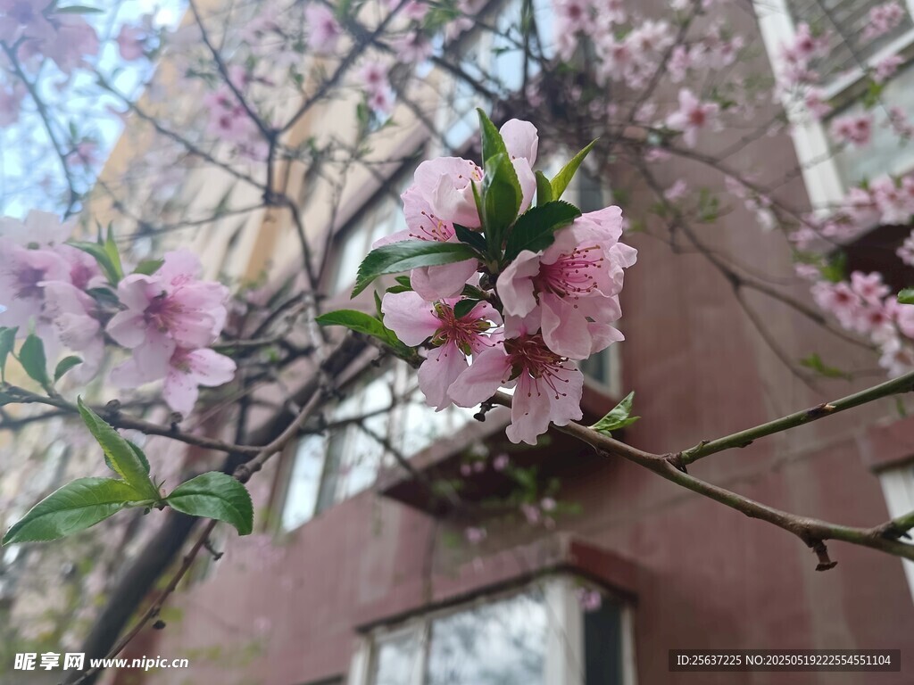 窗前绽放的粉嫩桃花