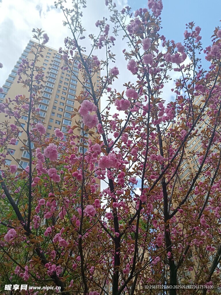 高楼旁绽放的绚烂花枝