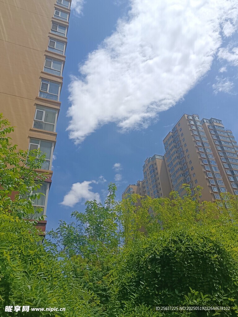 城市绿植与高楼景观