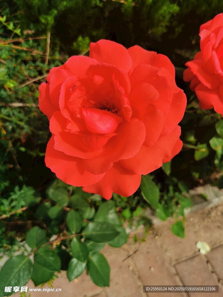 娇艳红玫瑰绽放于绿植间