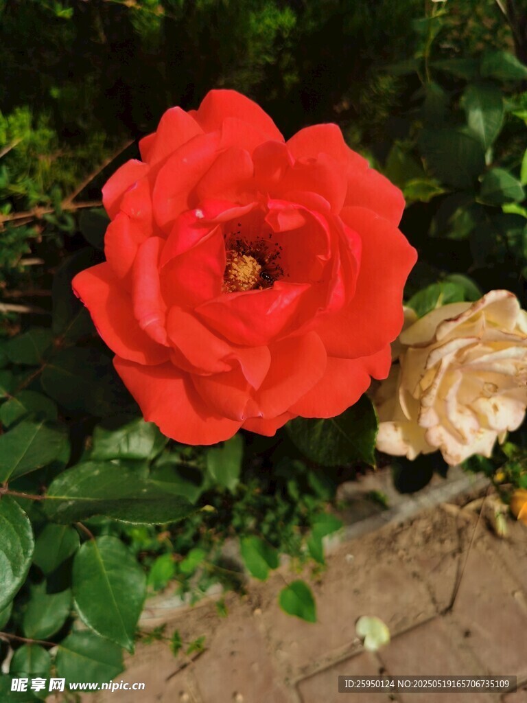 娇艳红玫瑰与枯萎花朵