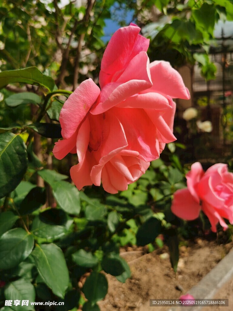 娇艳盛开的粉色月季花