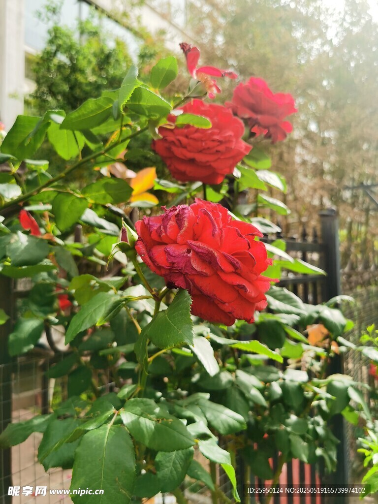 娇艳红玫瑰绽放绿叶间