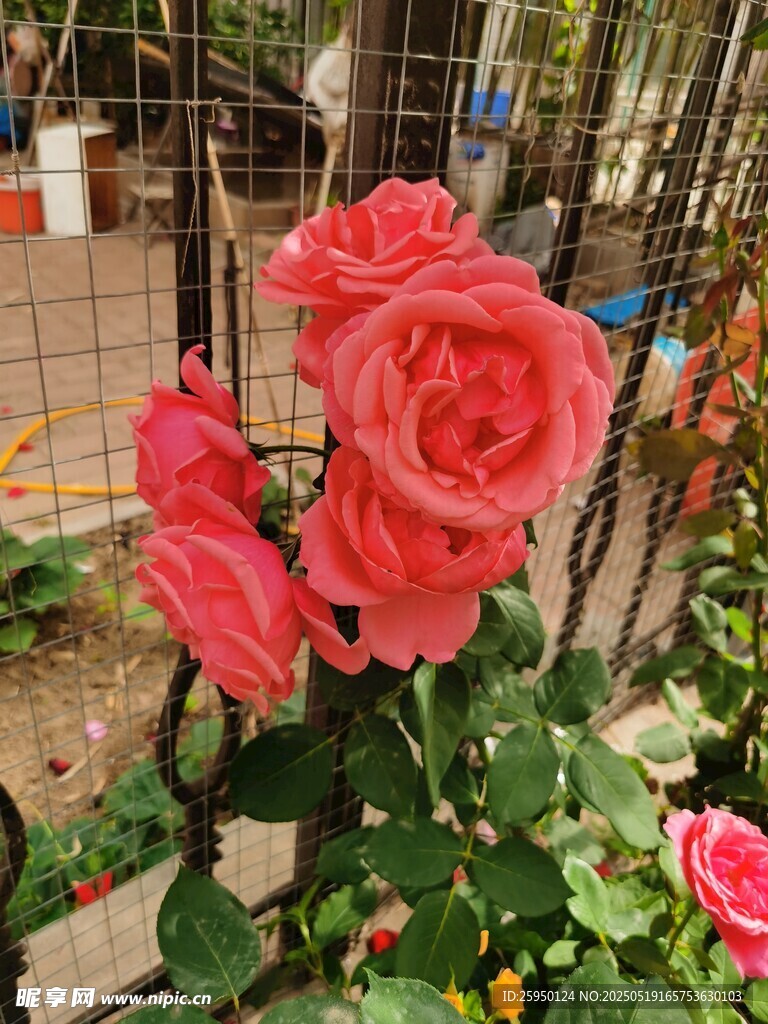 娇艳绽放的粉色月季花