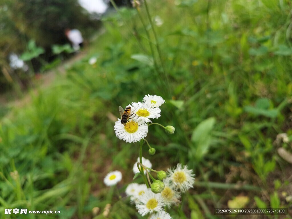 白色小花