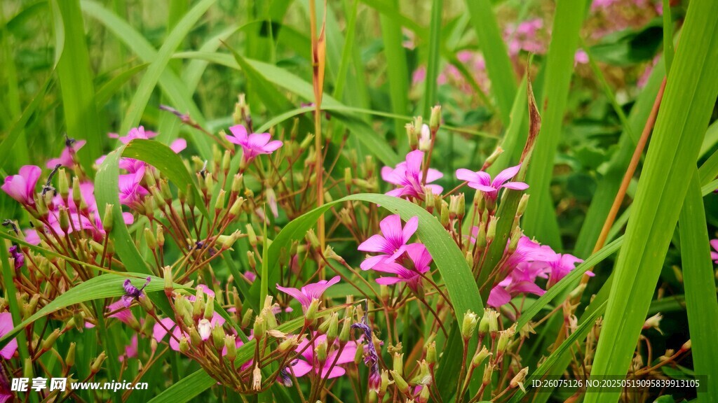 粉色小花