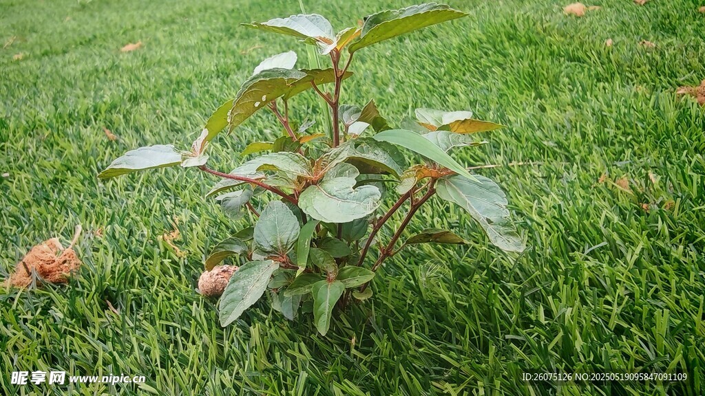 野草