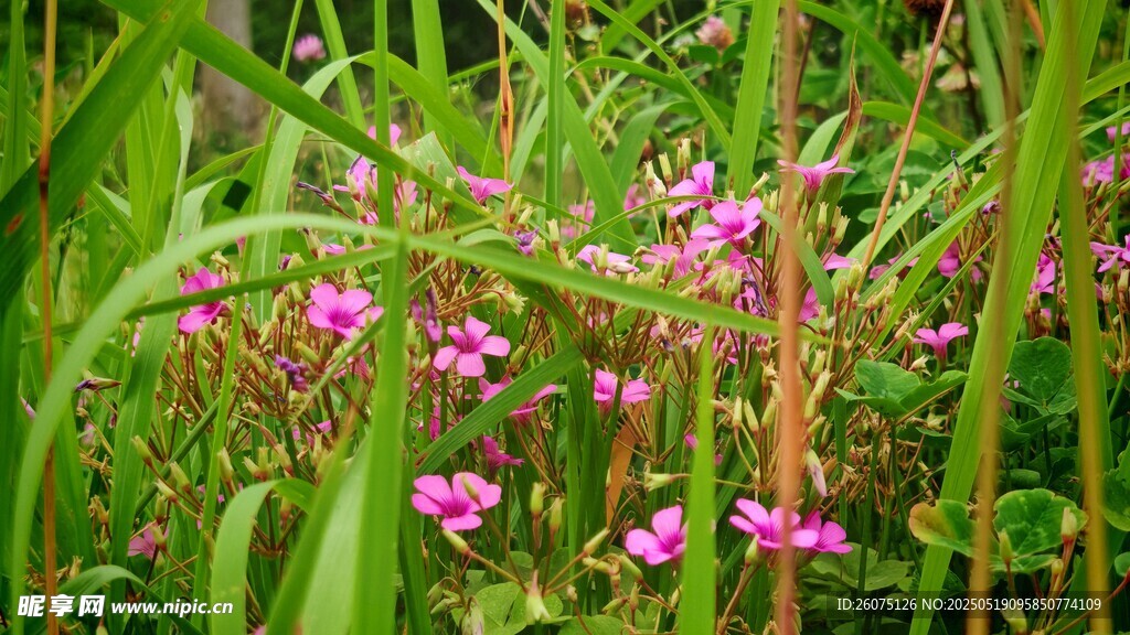 野花野草