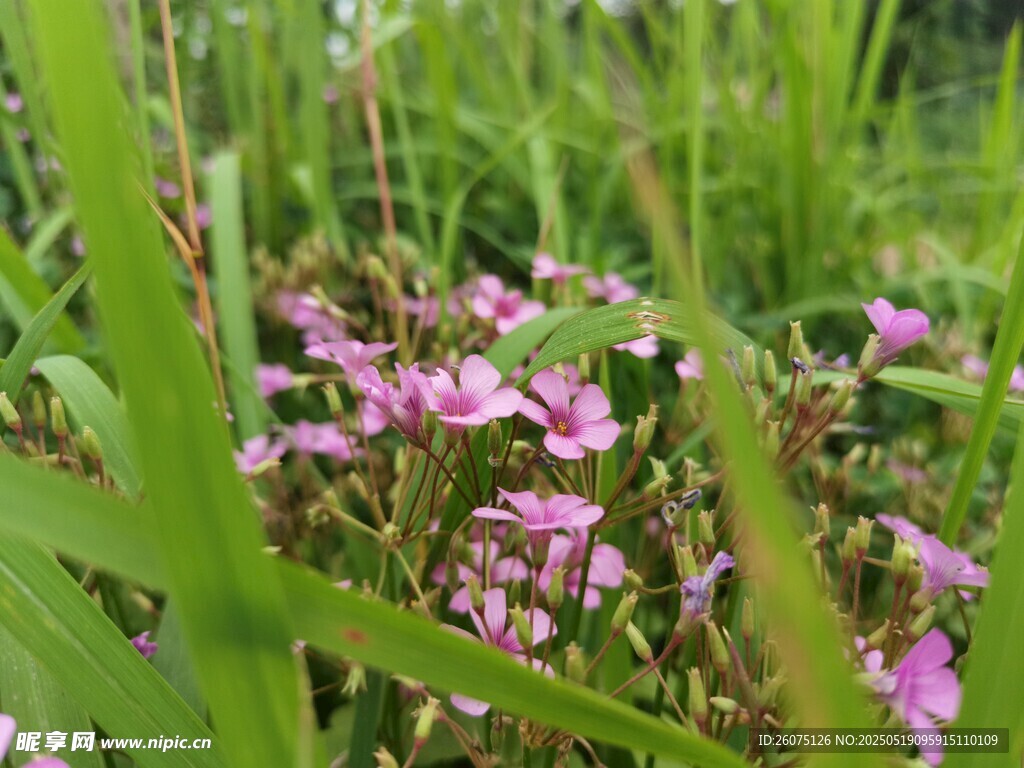 粉色小花