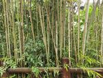 竹林