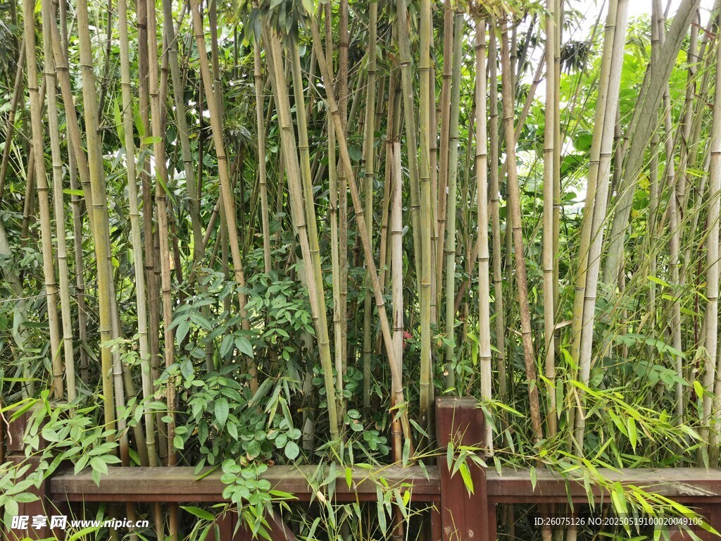 竹林