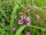 粉色小花