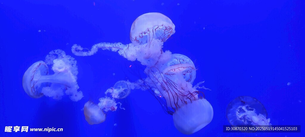 水母