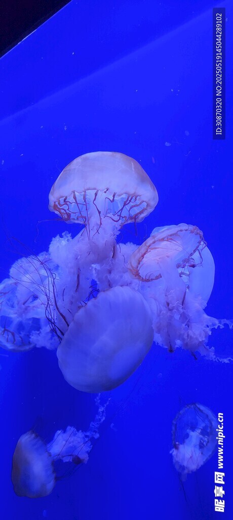 水母1