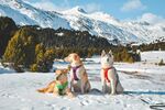 雪地中可爱的几只宠物犬