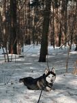 雪地中休憩的哈士奇