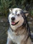 微笑的阿拉斯加犬