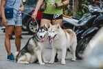 街头可爱的几只宠物犬