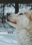 雪地中的狗狗仰头凝望