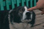 手指轻触狗狗的可爱瞬间