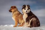 雪地中的两只可爱幼犬