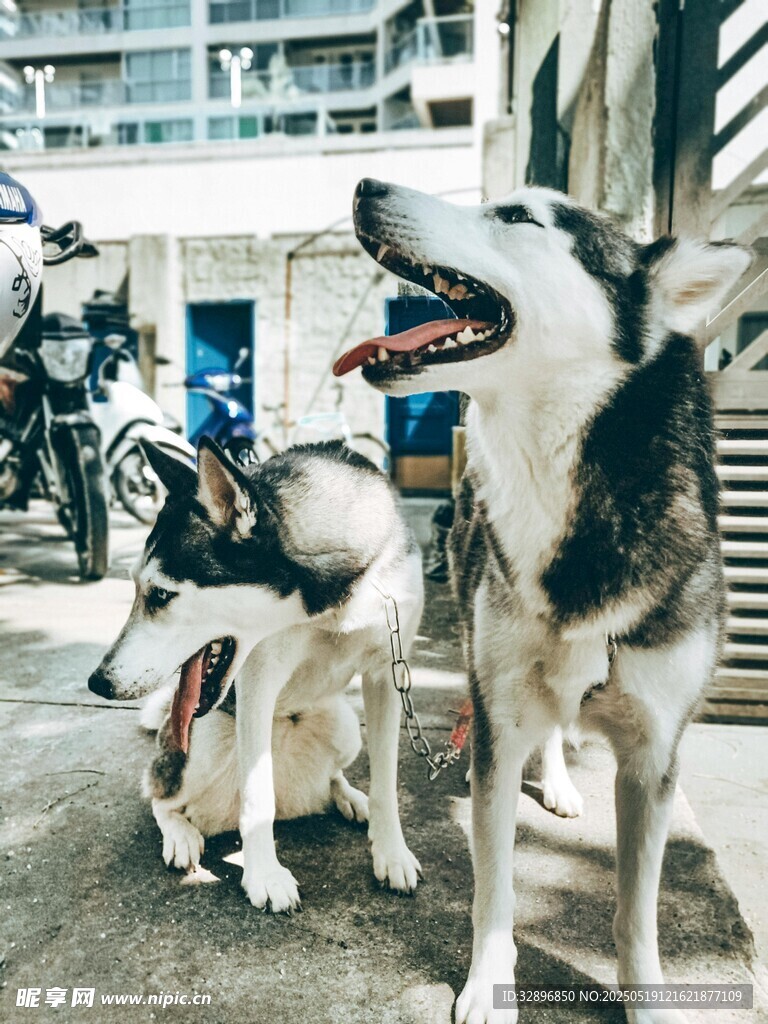 户外可爱的两只站立狗狗