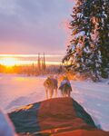 雪地夕阳下的狗拉雪橇之旅