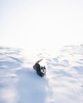 雪地中的猫咪
