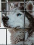 笼中哈士奇的忧郁眼神