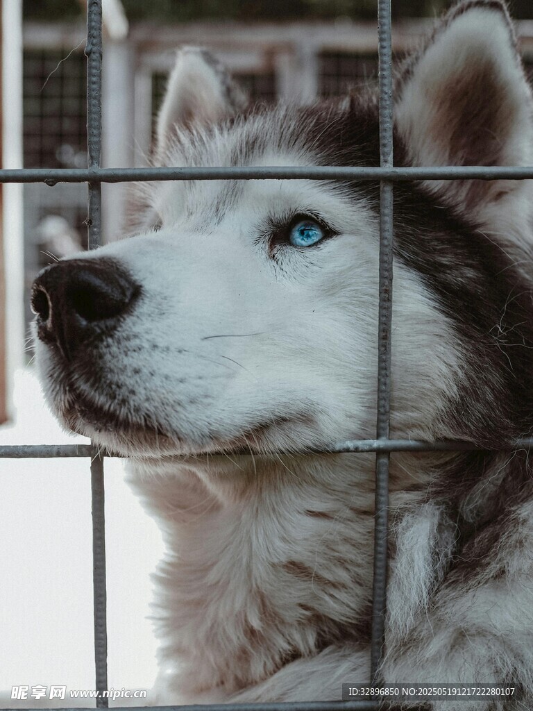 笼中哈士奇的忧郁眼神