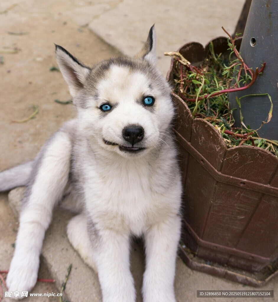 可爱哈士奇幼犬乖巧模样