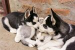 依偎的哈士奇幼犬