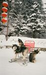 雪地中拉雪橇的可爱犬群
