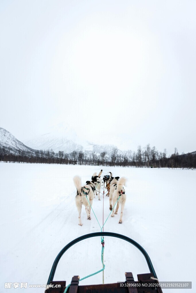 雪地狗拉雪橇前行