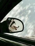 镜中萌犬