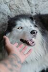 手抚黑白犬