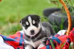 可爱哈士奇幼犬躺于毯子上