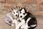 可爱哈士奇幼犬依偎一起