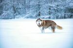 雪地中的阿拉斯加犬