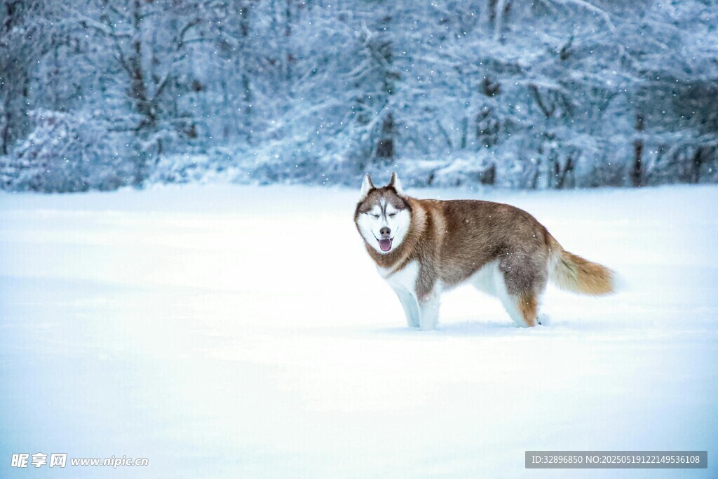 雪地中的阿拉斯加犬