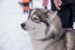 雪地中的帅气哈士奇