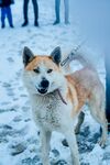 雪地中的柴犬叼物玩耍