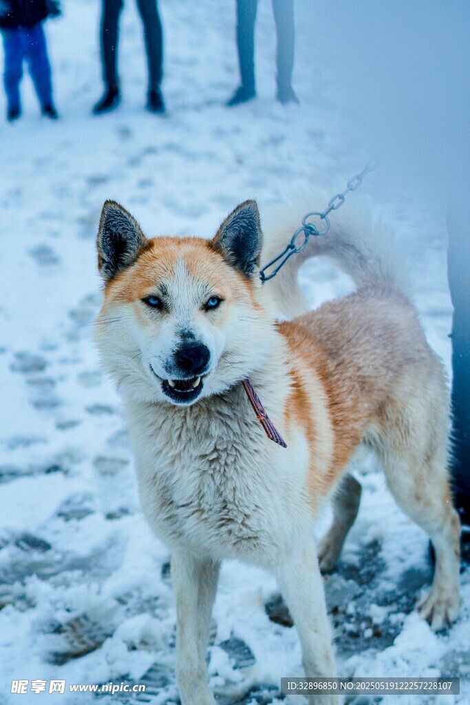 雪地中的柴犬叼物玩耍