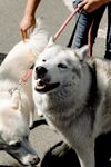 被牵引的开心萨摩耶犬