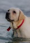 水中拉布拉多犬