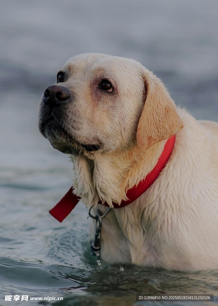 水中拉布拉多犬
