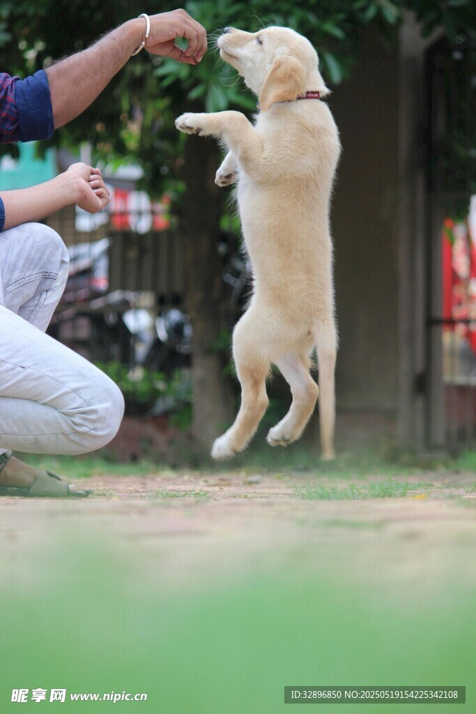 小狗跃起接食瞬间